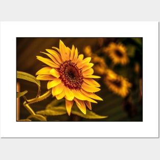 Sunflowers in bloom -Sleepy Bee Posters and Art